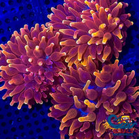 Ca Gold Devil Bubble Tip Anemone