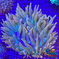 Fairy Glow Anemone Bubbletipanemone