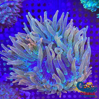 Fairy Glow Anemone Bubbletipanemone