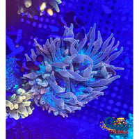 Fairy Glow Anemone Bubbletipanemone