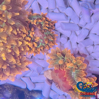 Fairy Glow Anemone Bubbletipanemone