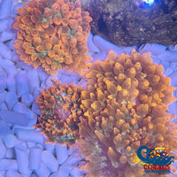 Fairy Glow Anemone Bubbletipanemone
