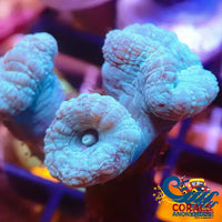 Blue-Green Candy Cane Candycane