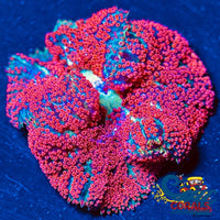 bali blood red mini carpet anemone 3