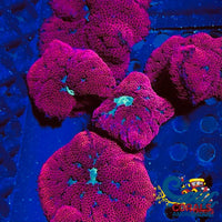 bali blood red mini carpet anemone 4