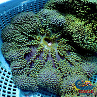 Jade Amethyst Gigantea Anemone Carpetanemone