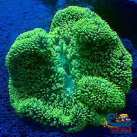Neon Green Gigantea Carpet Anemone Carpetanemone