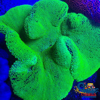 Neon Green Haddoni Carpet Anemone