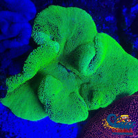 Neon Green Haddoni Carpet Anemone