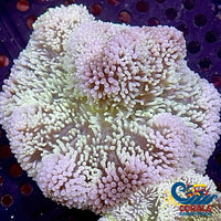 Snow Green Gigantea Carpet Anemone (2-3) Carpetanemone