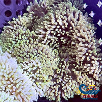 Snow Green Gigantea Carpet Anemone (2-3) Carpetanemone