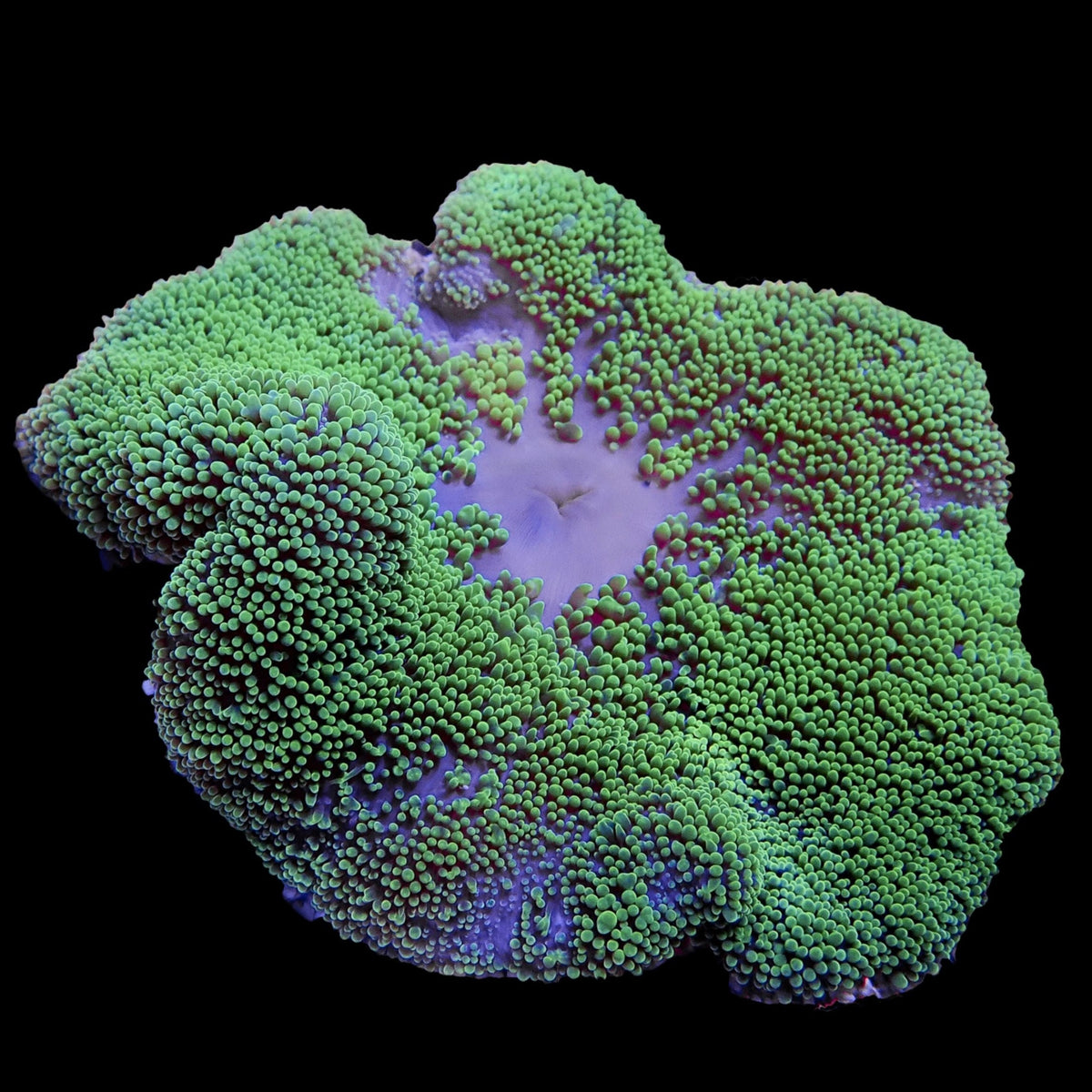 corals-anonymous-carpetanemone