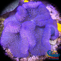 Blue Gigantea Carpet Anemone