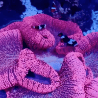 Pink Haddoni Carpet Anemone - Corals Anonymous