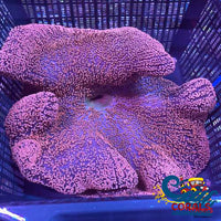 Haddoni Giant Ruby Red/Pink Carpet Anemone Carpetanemone