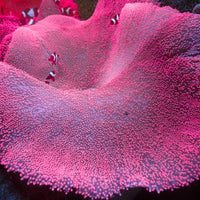 Pink Haddoni Carpet Anemone - Corals Anonymous