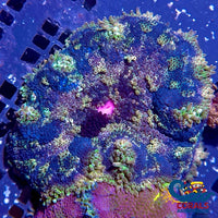 Blue Maxi Mini Carpet Anemone (1-3) C