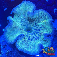 Gray Rimmed Green Haddoni Carpet Anemone Carpetanemone