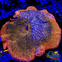 Haddoni Orange Sunkist Carpet Anemone Carpetanemone
