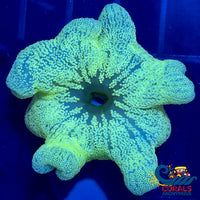Mint Green Haddoni Carpet Anemone (5-9) Carpetanemone