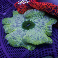 Mint Green Haddoni Carpet Anemone (5-9”)