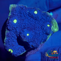 Alien Warfare Chalice (1-2 Frag)