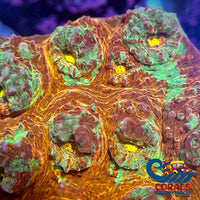 Aussie Fiji Blast Chalice (0.75-1 Frag) Chalice