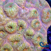 Aussie Pink Fantasia Chalice (0.75-1 Frag) Chalice