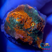 Cactus Cooler Chalice (0.5-1 Frag) Chalice