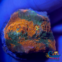 Cactus Cooler Chalice (0.5-1 Frag) Chalice