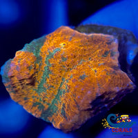 Cactus Cooler Chalice (0.5-1 Frag) Chalice