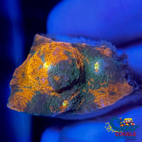 Cactus Cooler Chalice (0.5-1 Frag) Chalice