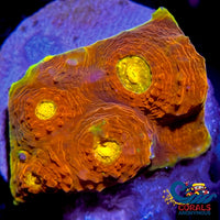 Golden Spitfire Chalice (1-2 Frag) Chalice