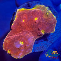 Golden Spitfire Chalice (1-2 Frag) Chalice