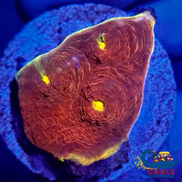 Golden Spitfire Chalice (1-2 Frag) Chalice