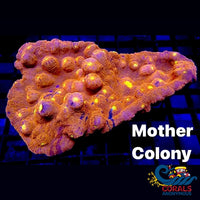 Golden Spitfire Chalice (1-2 Frag) Chalice