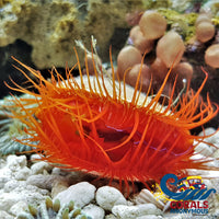 Electric Eye Flame Scallop Clam