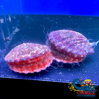 Purple Tiger Scallop Clam