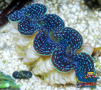 Blue Tridacna Crocea Clam (1.5 - 3’) (Aquaculture) Clam
