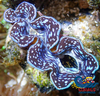 Ultra Blue Tridacna Maxima Clam (Aquaculture) Clam