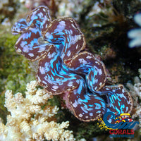 Ultra Blue Tridacna Maxima Clam (Aquaculture) Clam