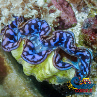 Ultra Blue Tridacna Maxima Clam (Aquaculture) Clam