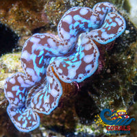 Ultra Blue Tridacna Maxima Clam (Aquaculture) Clam
