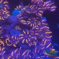 Firefly Cloves (Small Colony) Cloves