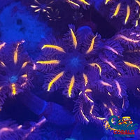 Firefly Cloves (Small Colony) Cloves