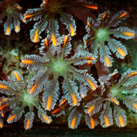 Firefly Cloves (Small Colony) 1