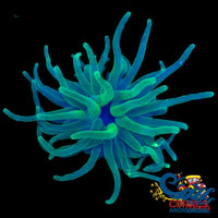 Ultra Toxic Condy Anemone (3-4 When Fully Expanded) Condyanemone