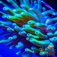 Ultra Toxic Condy Anemone (3-4 When Fully Expanded) Condyanemone