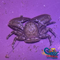 Caribbean Porcelain Crab Crab