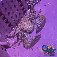 Caribbean Porcelain Crab Crab